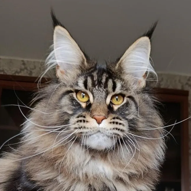 Maine Coon cat with long fur and strong build – Raumariki's Maine Coon Cattery in Norway.